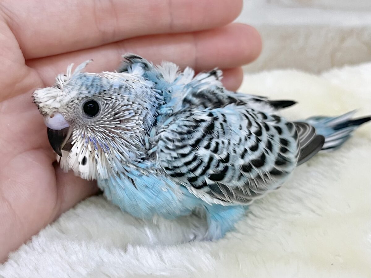 梵天セキセイインコ