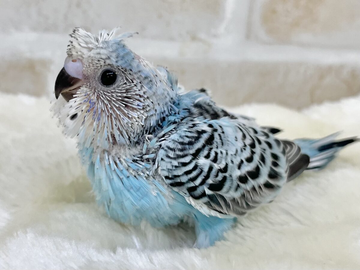 梵天セキセイインコ