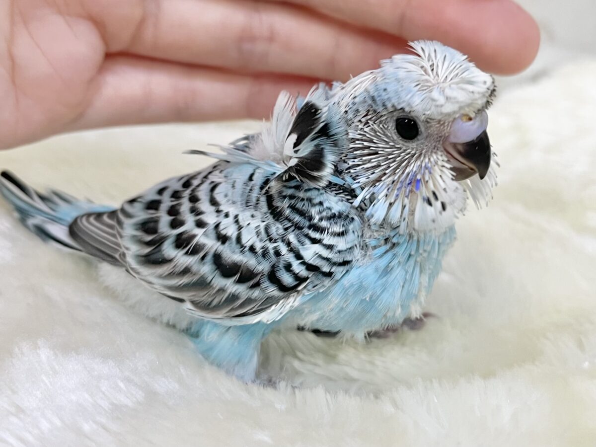 梵天セキセイインコ