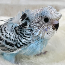 キュートな寝癖ちゃん💖💖　梵天セキセイインコ（ブルーオパーリン）