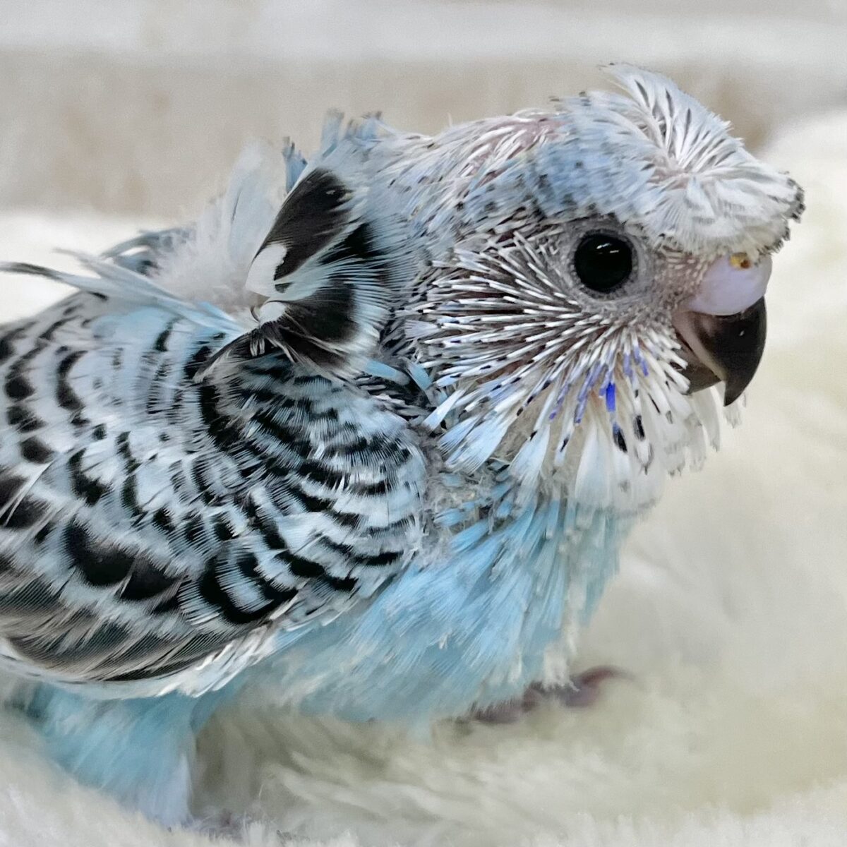 キュートな寝癖ちゃん💖💖　梵天セキセイインコ（ブルーオパーリン）