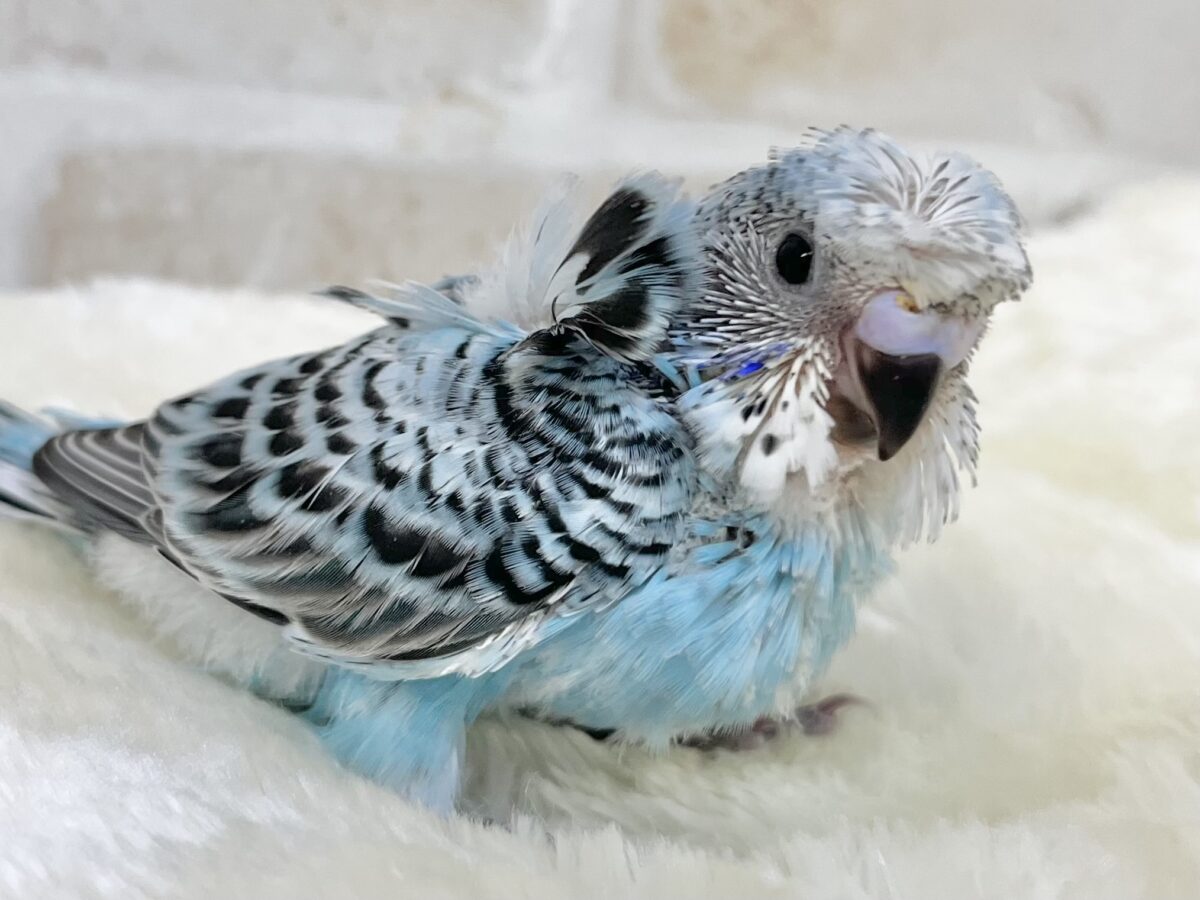 梵天セキセイインコ