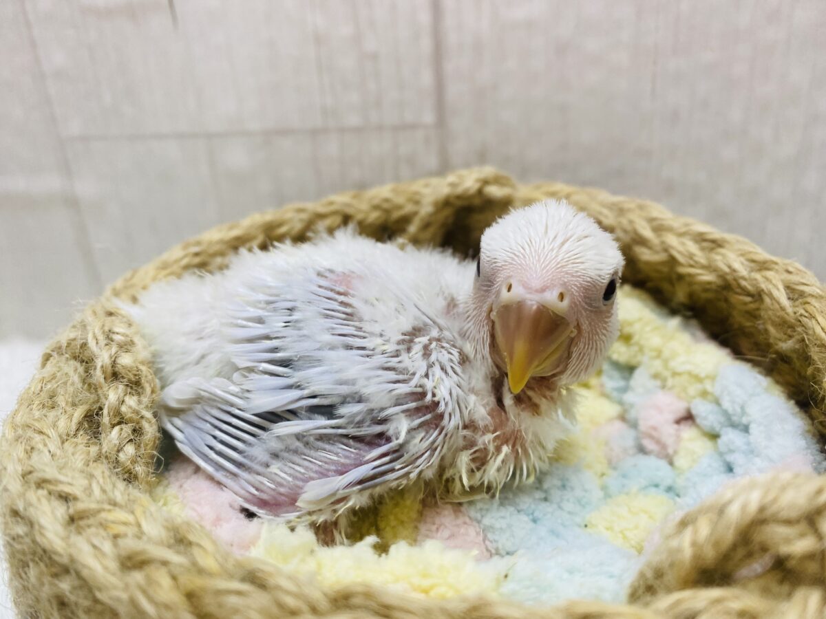 コザクラインコ（小桜インコ）