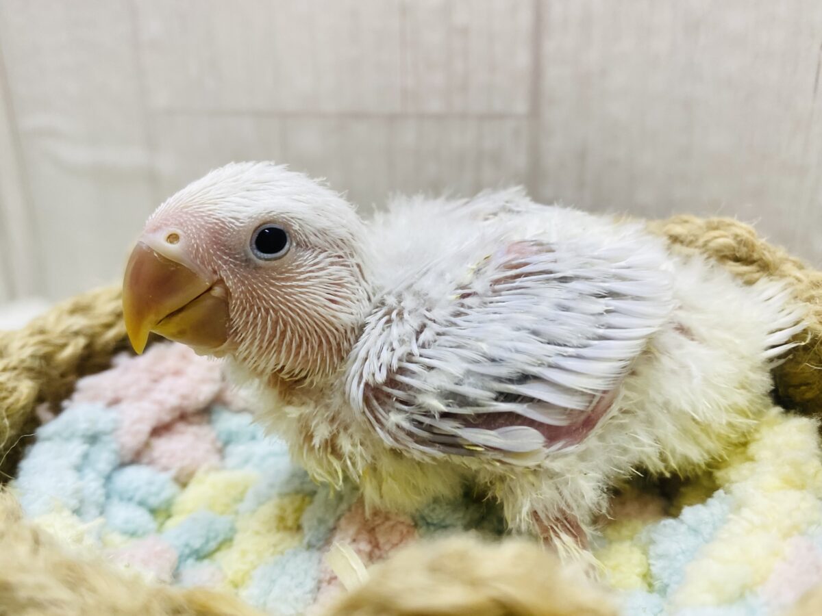 コザクラインコ（小桜インコ）