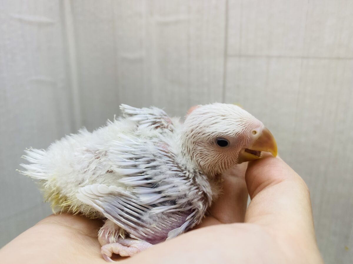 コザクラインコ（小桜インコ）