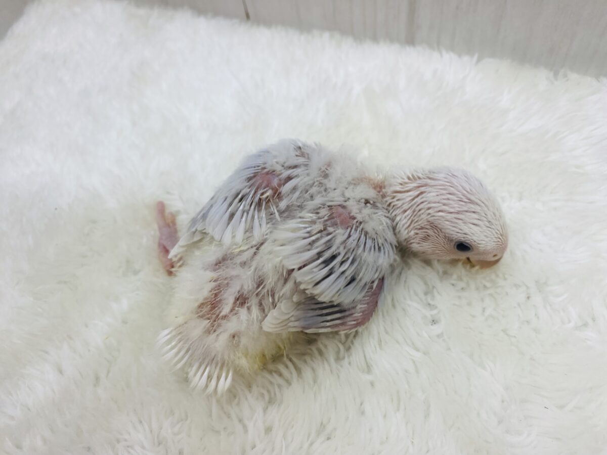コザクラインコ（小桜インコ）