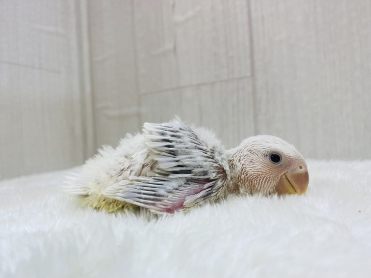 コザクラインコ（小桜インコ）