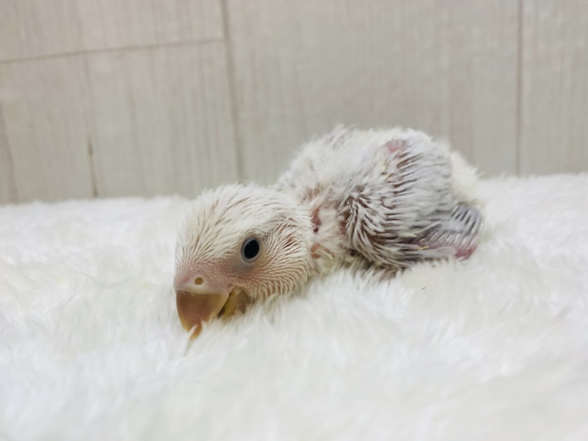 コザクラインコ（小桜インコ）