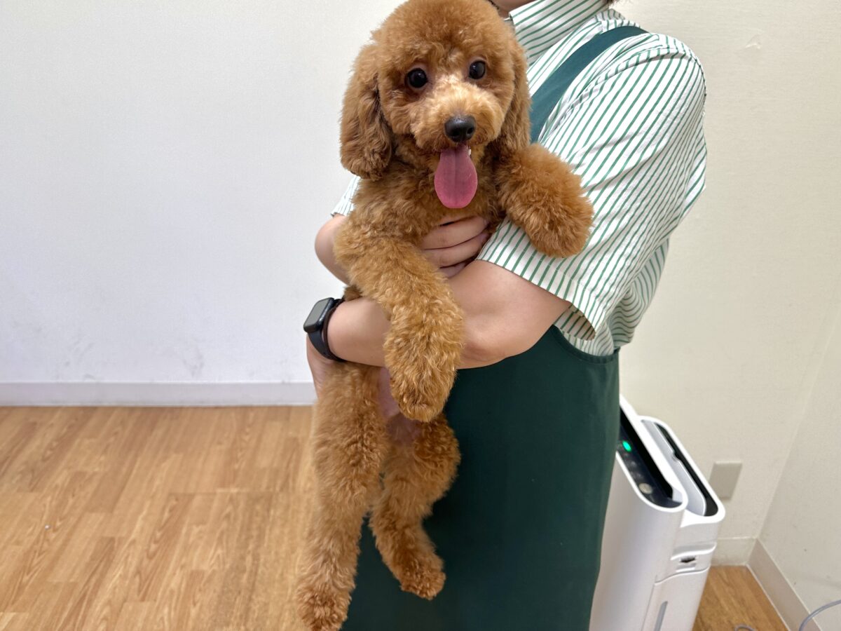 モコモコからあげくん୧꒰ ¯꒳¯*꒱૭トイプードル男の子