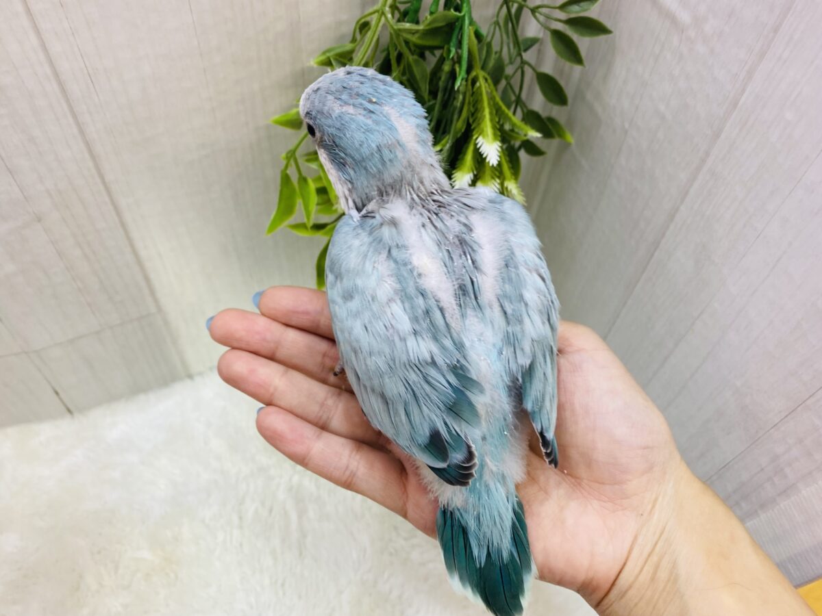 最新画像有ります⭐️メロメロ天使💕優しさ溢れるブルーのオキナインコやって来ました🩵 オキナインコ