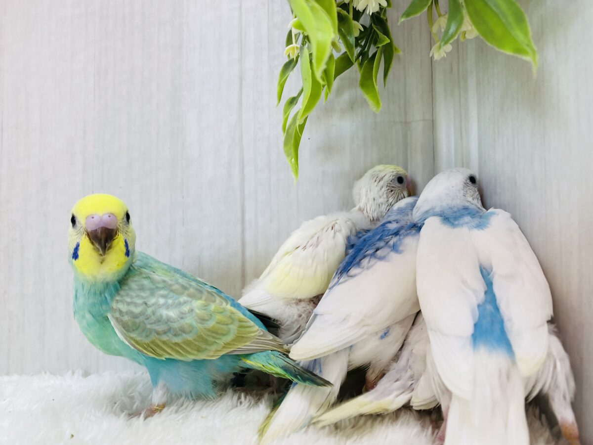 セキセイインコ