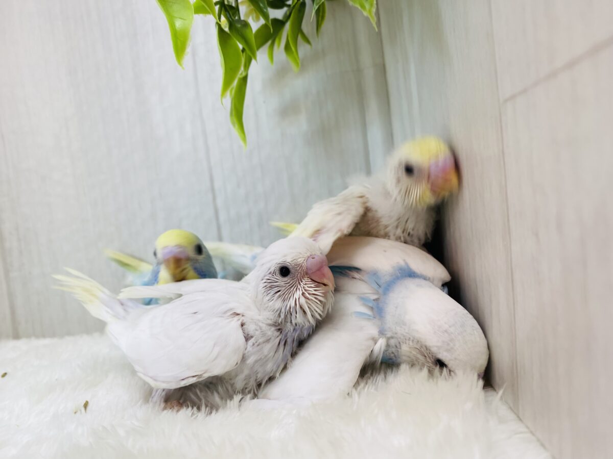 セキセイインコ