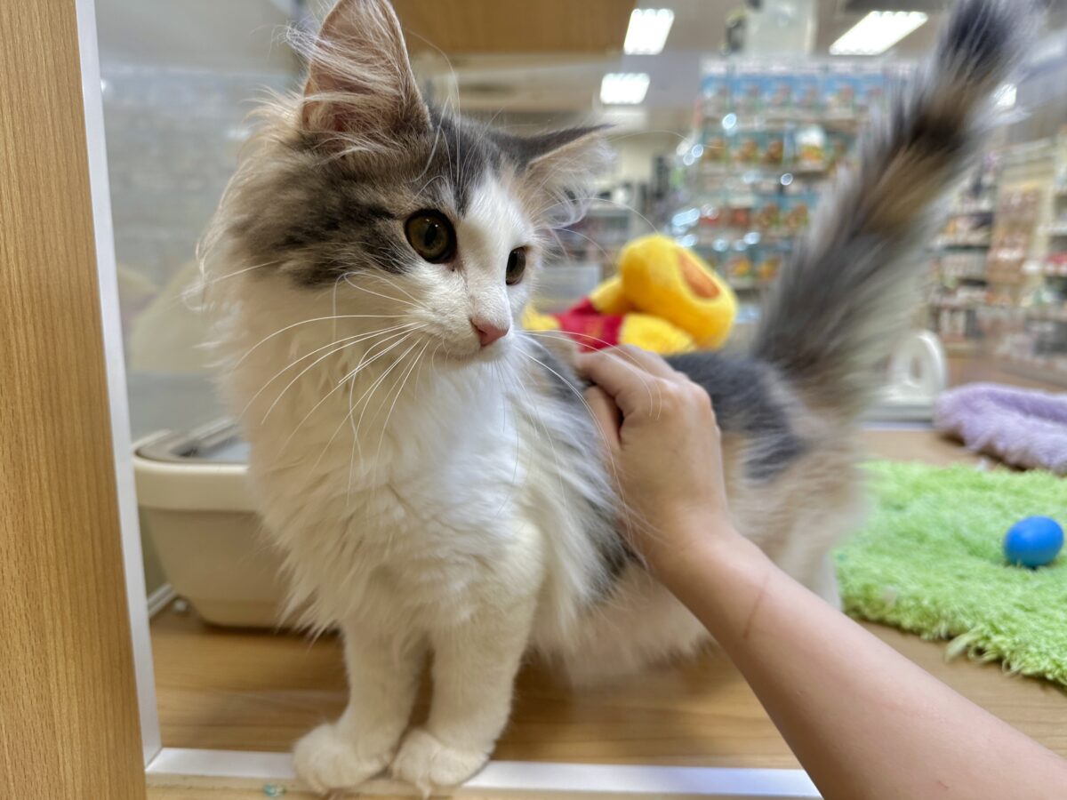 ノルウェージャンフォレストキャット