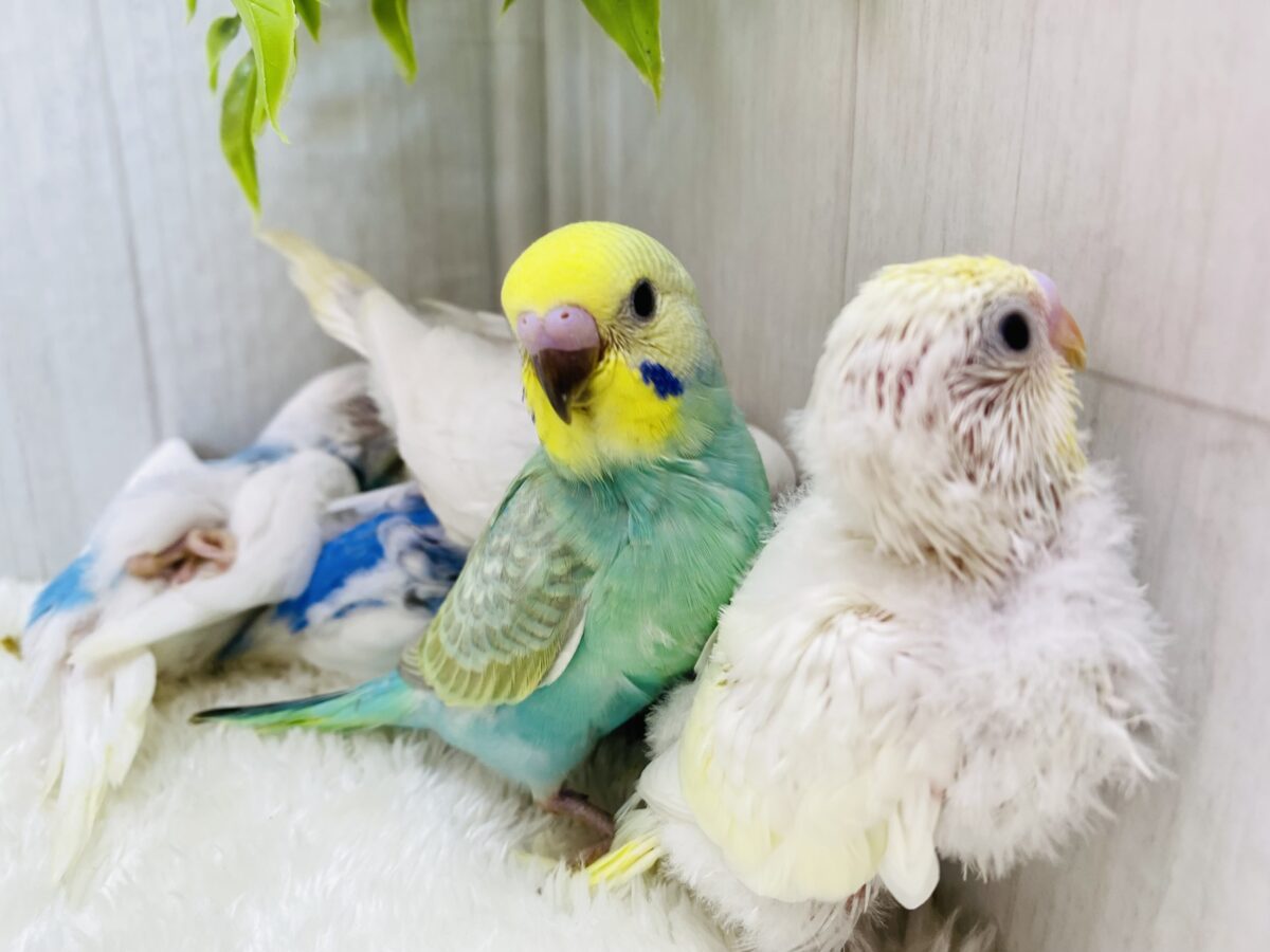 🏮ミニ鳥乱祭もやっちゃいます〜‼️ 説明画像です
