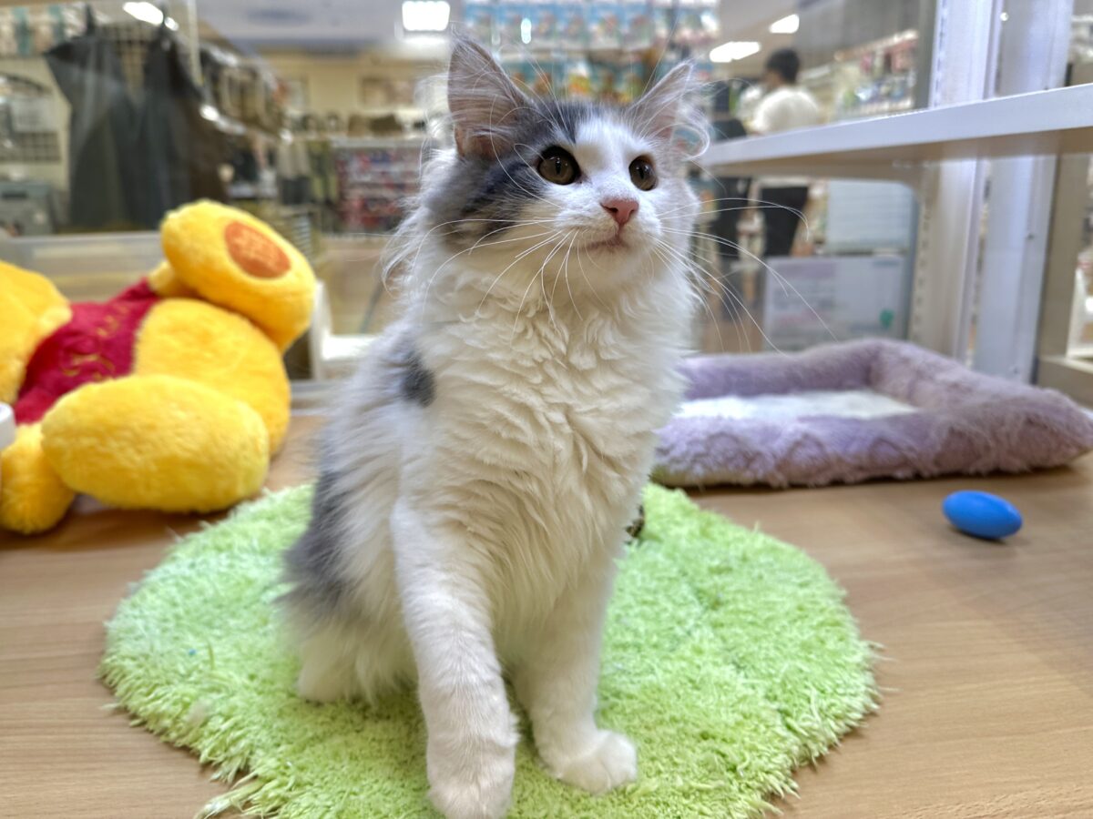 ノルウェージャンフォレストキャット