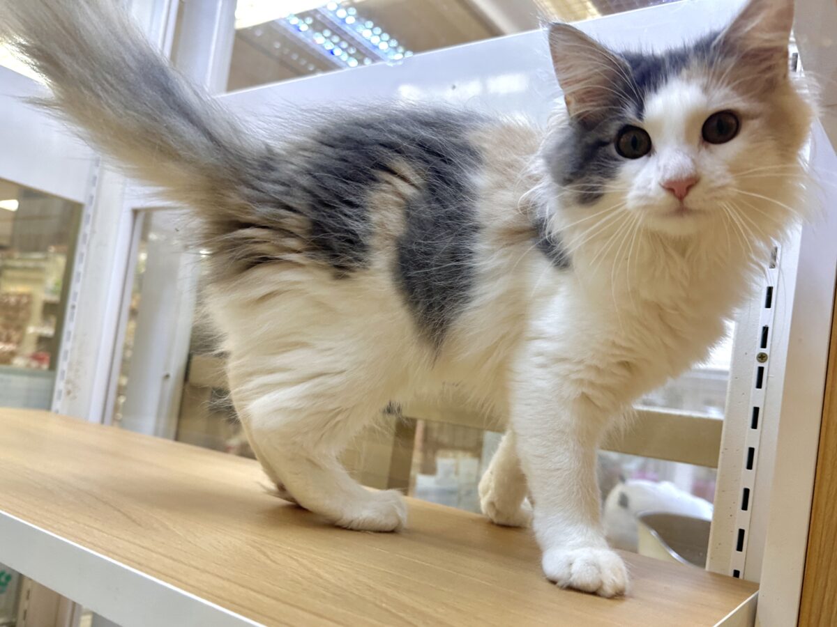ノルウェージャンフォレストキャット