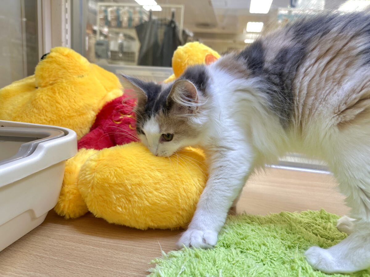 ノルウェージャンフォレストキャット