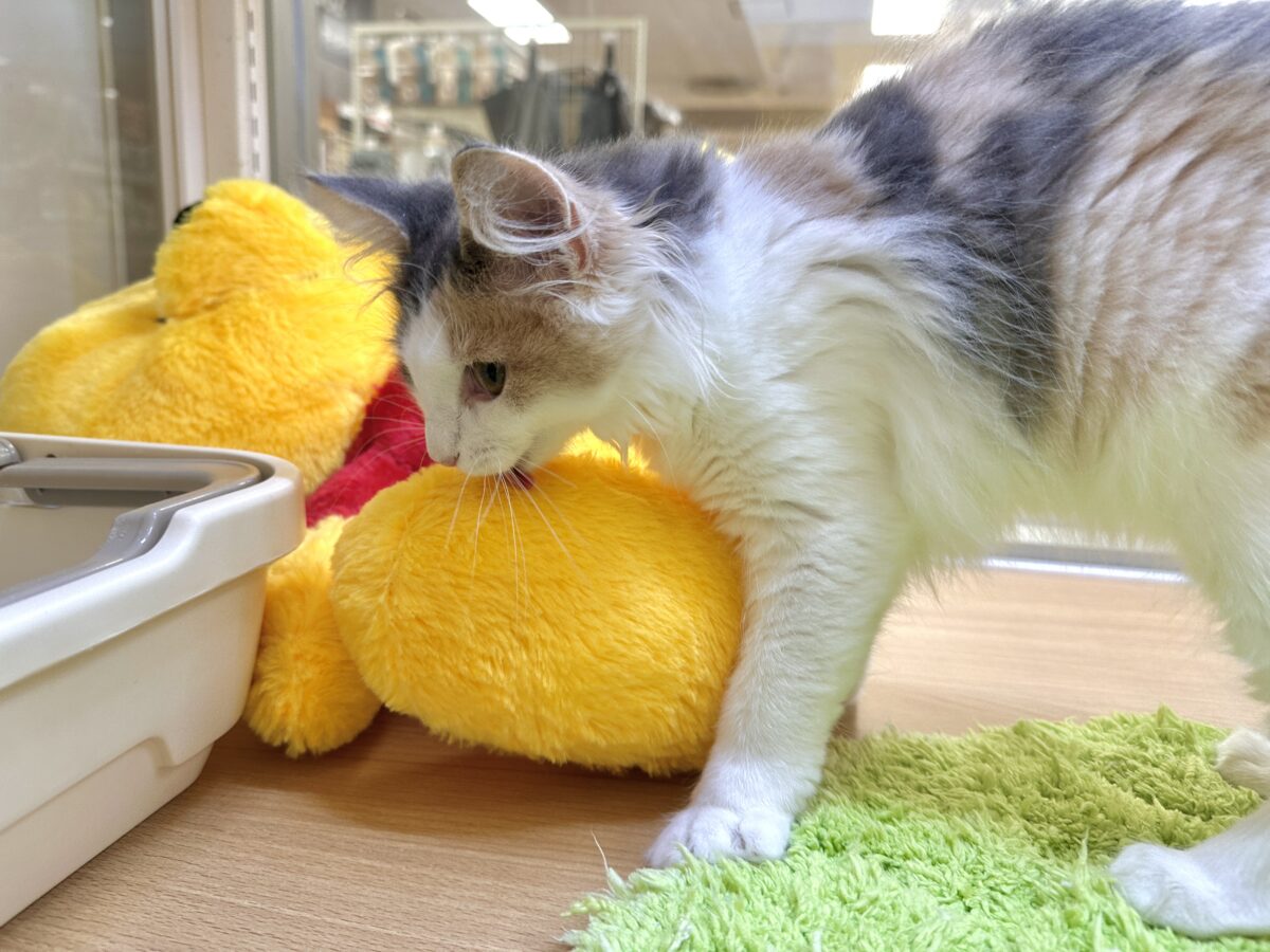 ノルウェージャンフォレストキャット