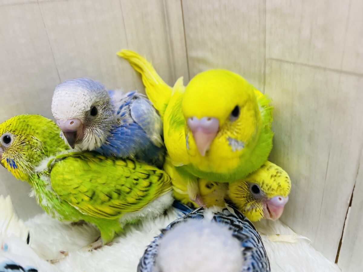 セキセイインコ