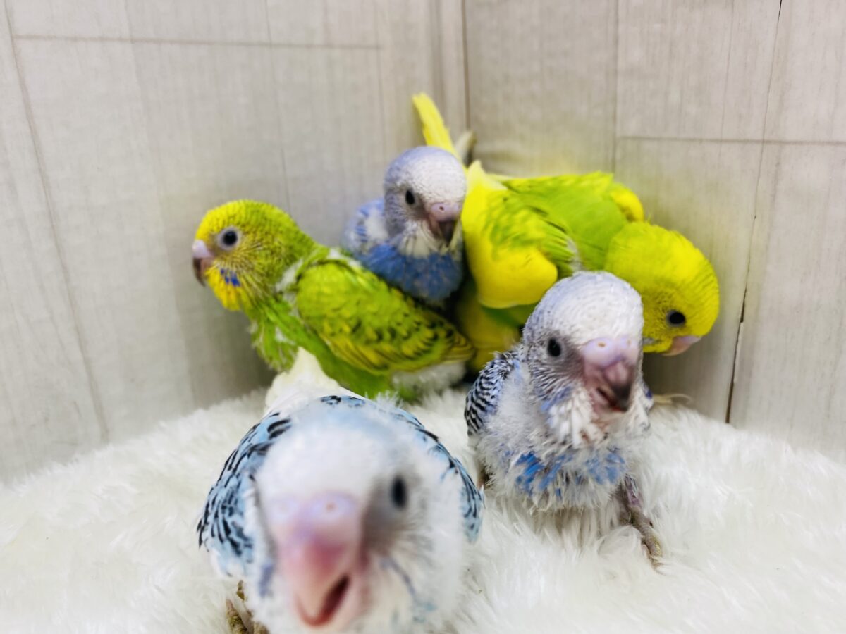 🏮ミニ鳥乱祭もやっちゃいます〜‼️ 説明画像です