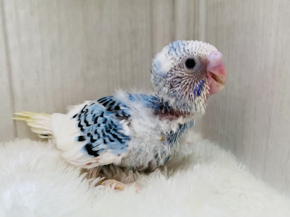 セキセイインコ