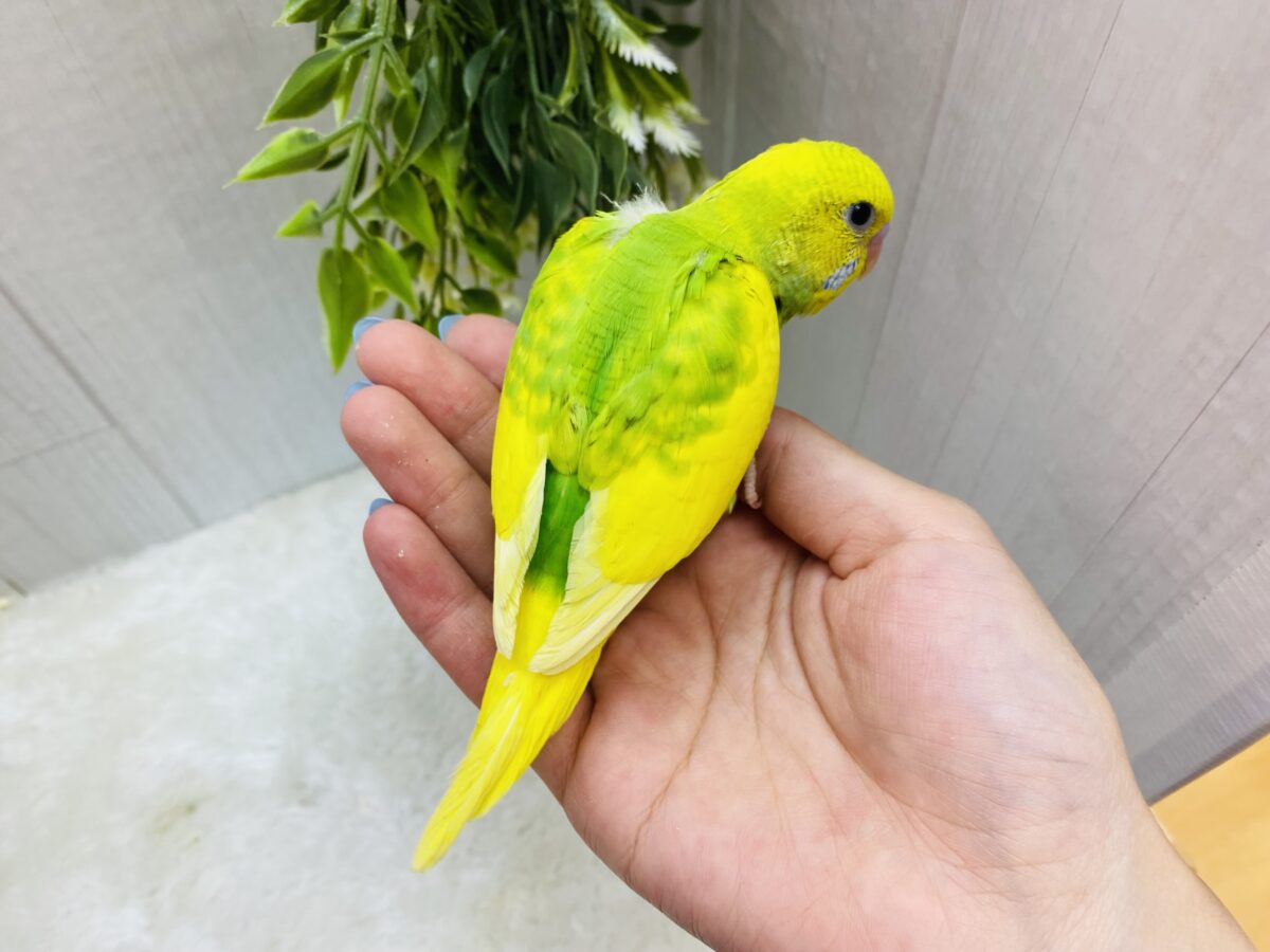 セキセイインコ