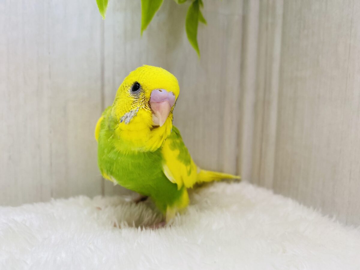 セキセイインコ