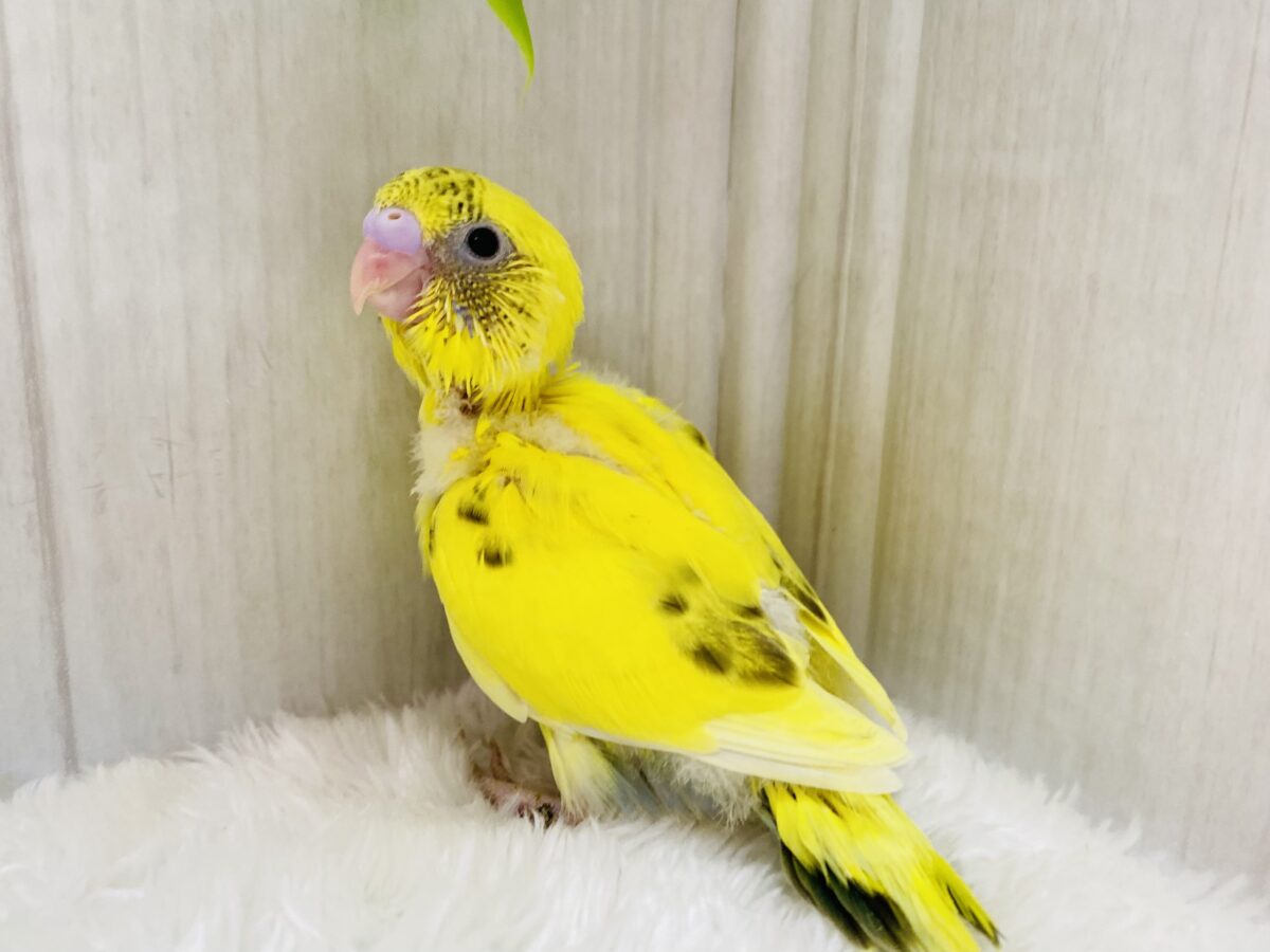セキセイインコ