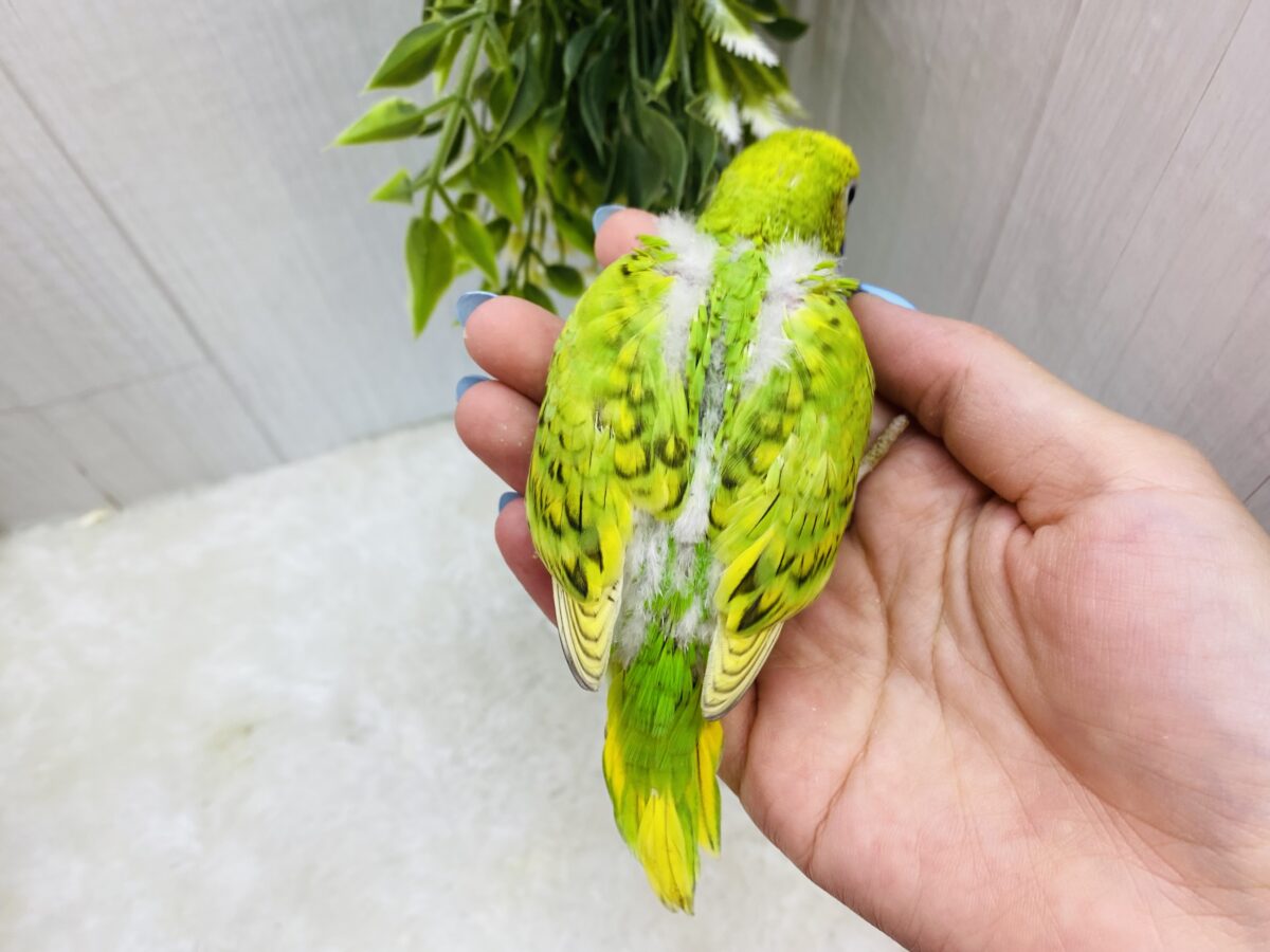 セキセイインコ