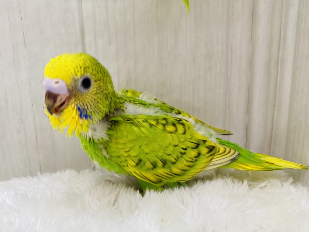 セキセイインコ
