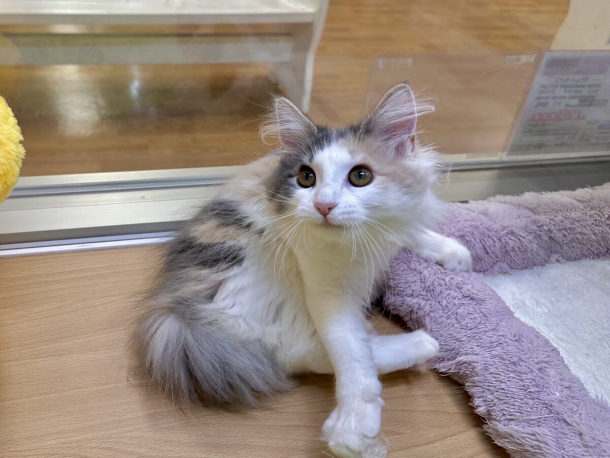 ノルウェージャンフォレストキャット