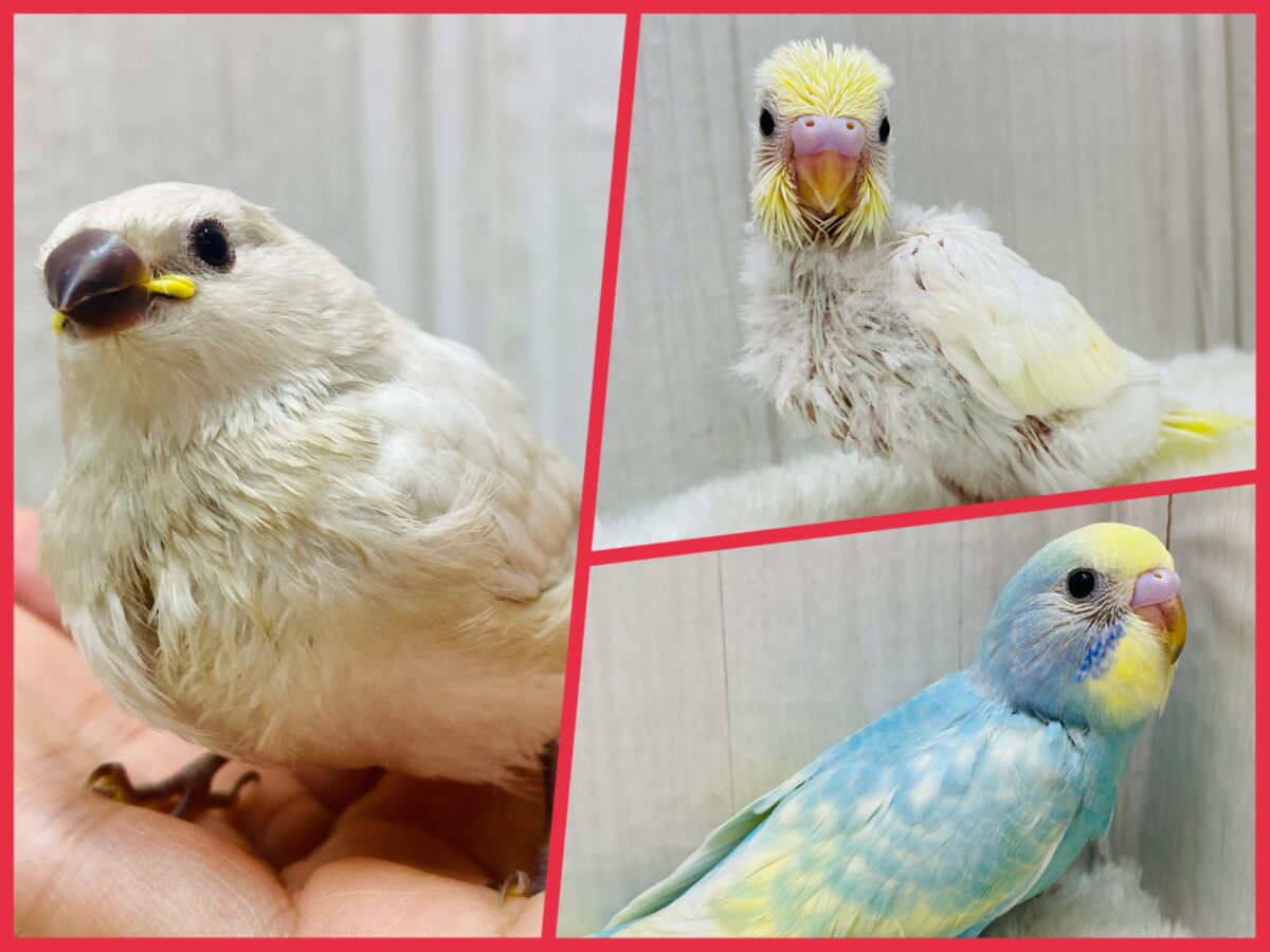 🏮ミニ鳥乱祭もやっちゃいます〜‼️