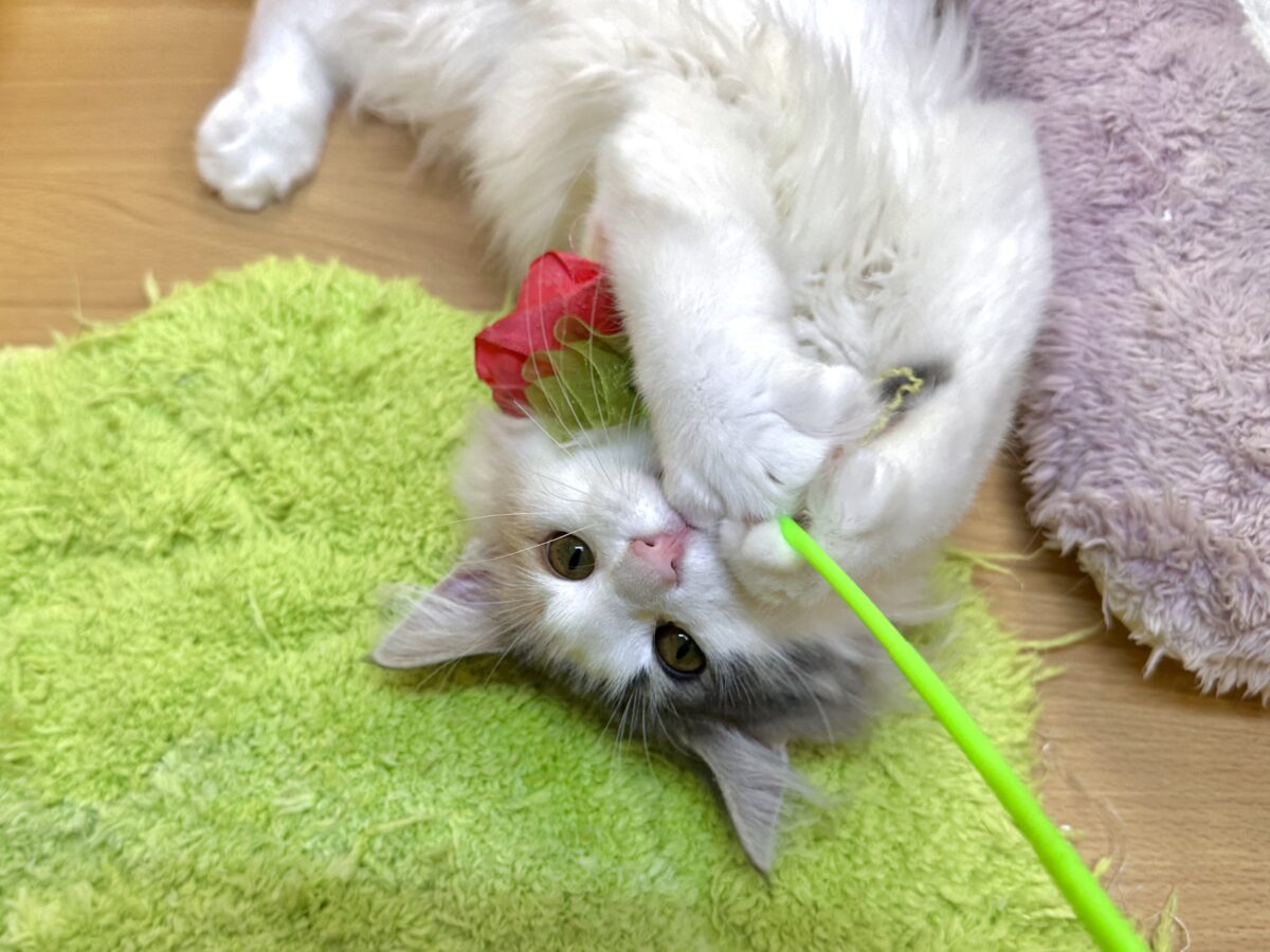 ノルウェージャンフォレストキャット