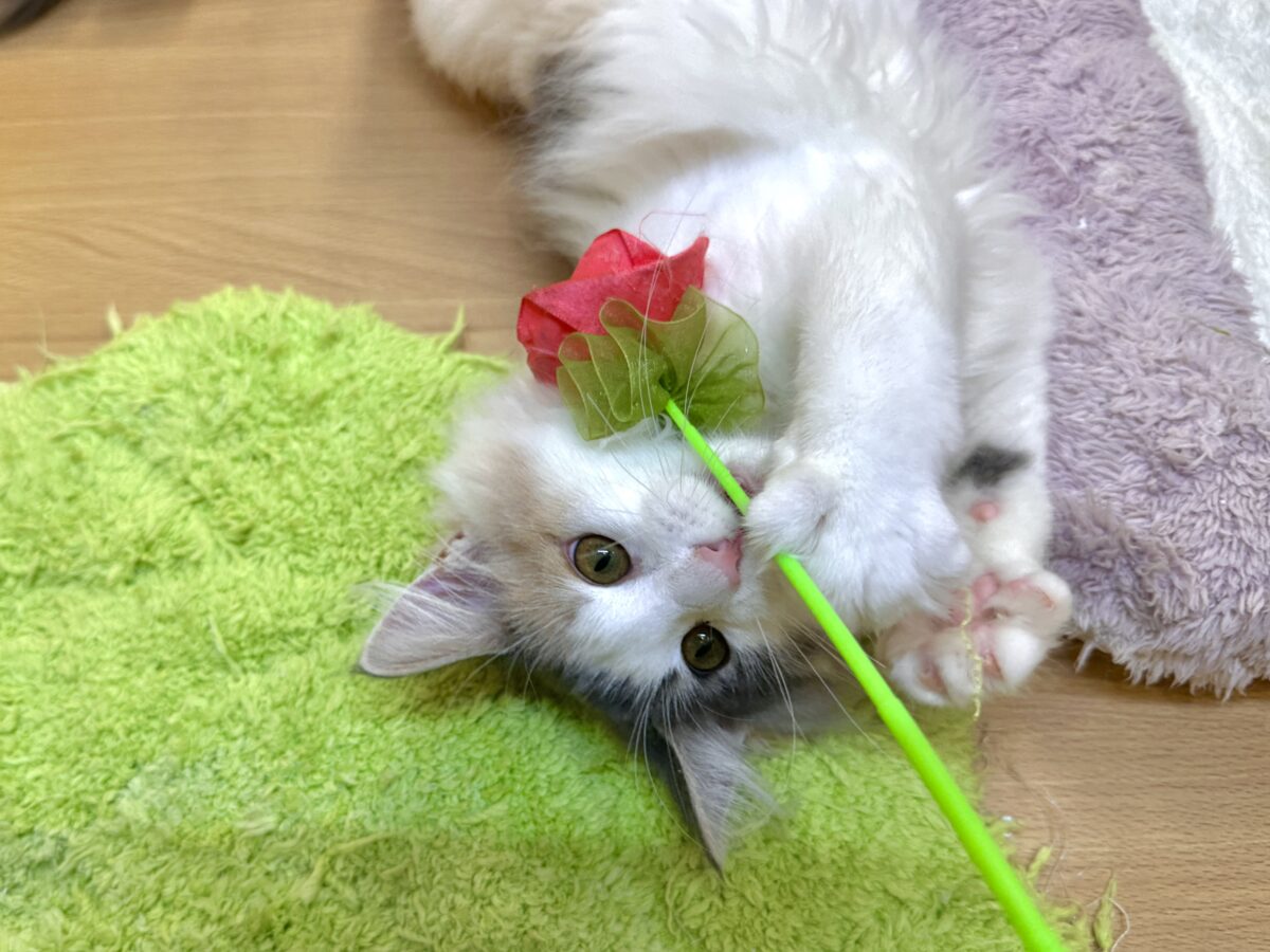 ノルウェージャンフォレストキャット