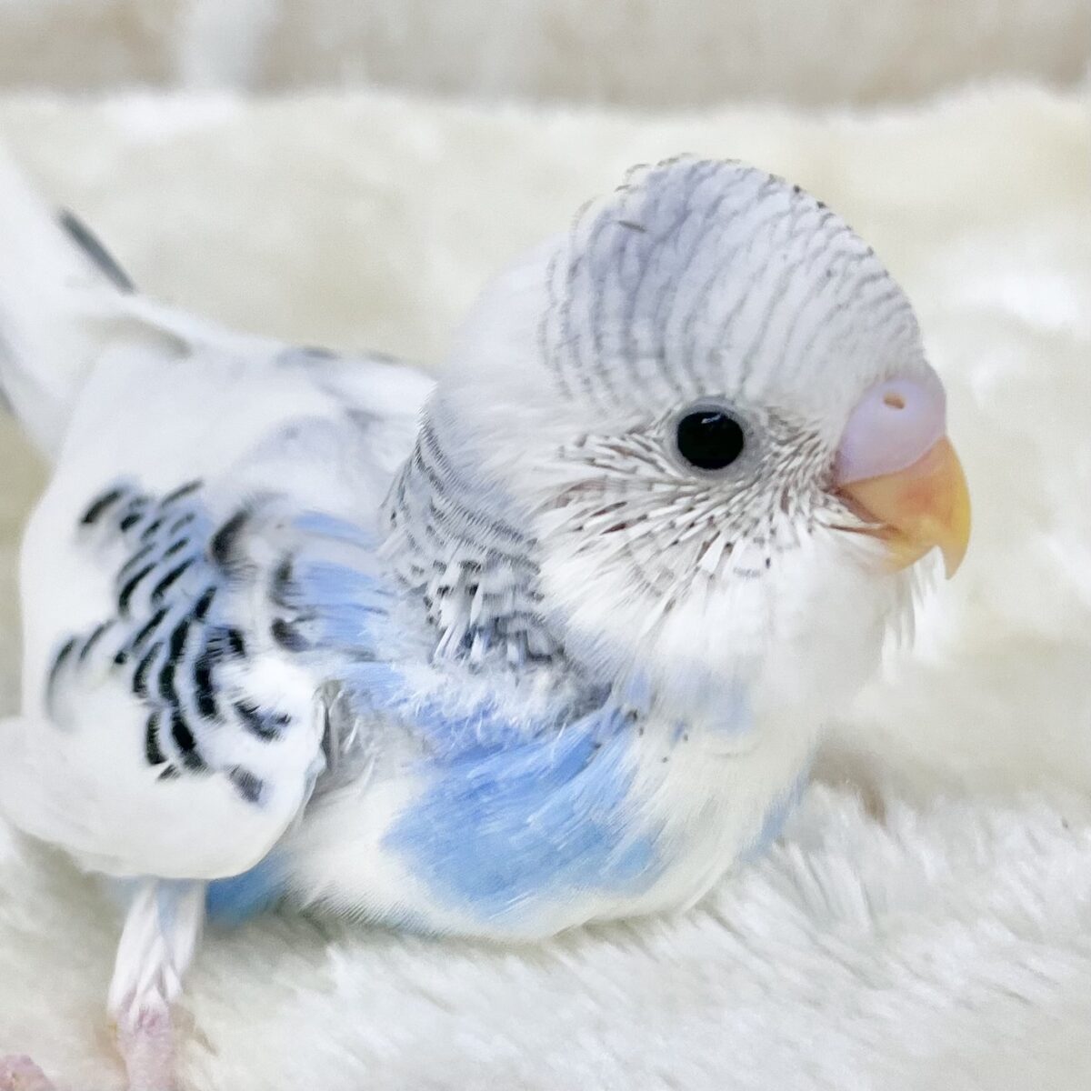青空カラーちゃん🩵✨　セキセイインコ（ブルーパイド）