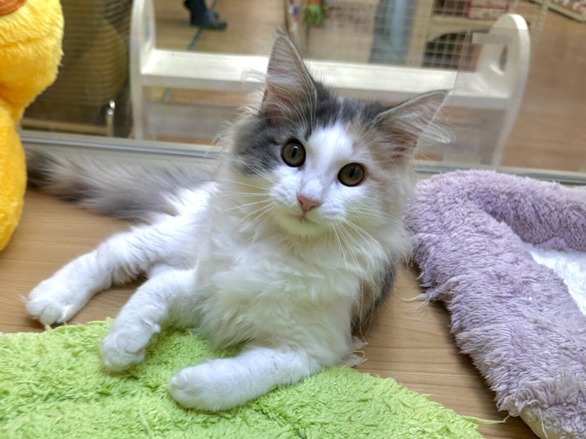 ノルウェージャンフォレストキャット