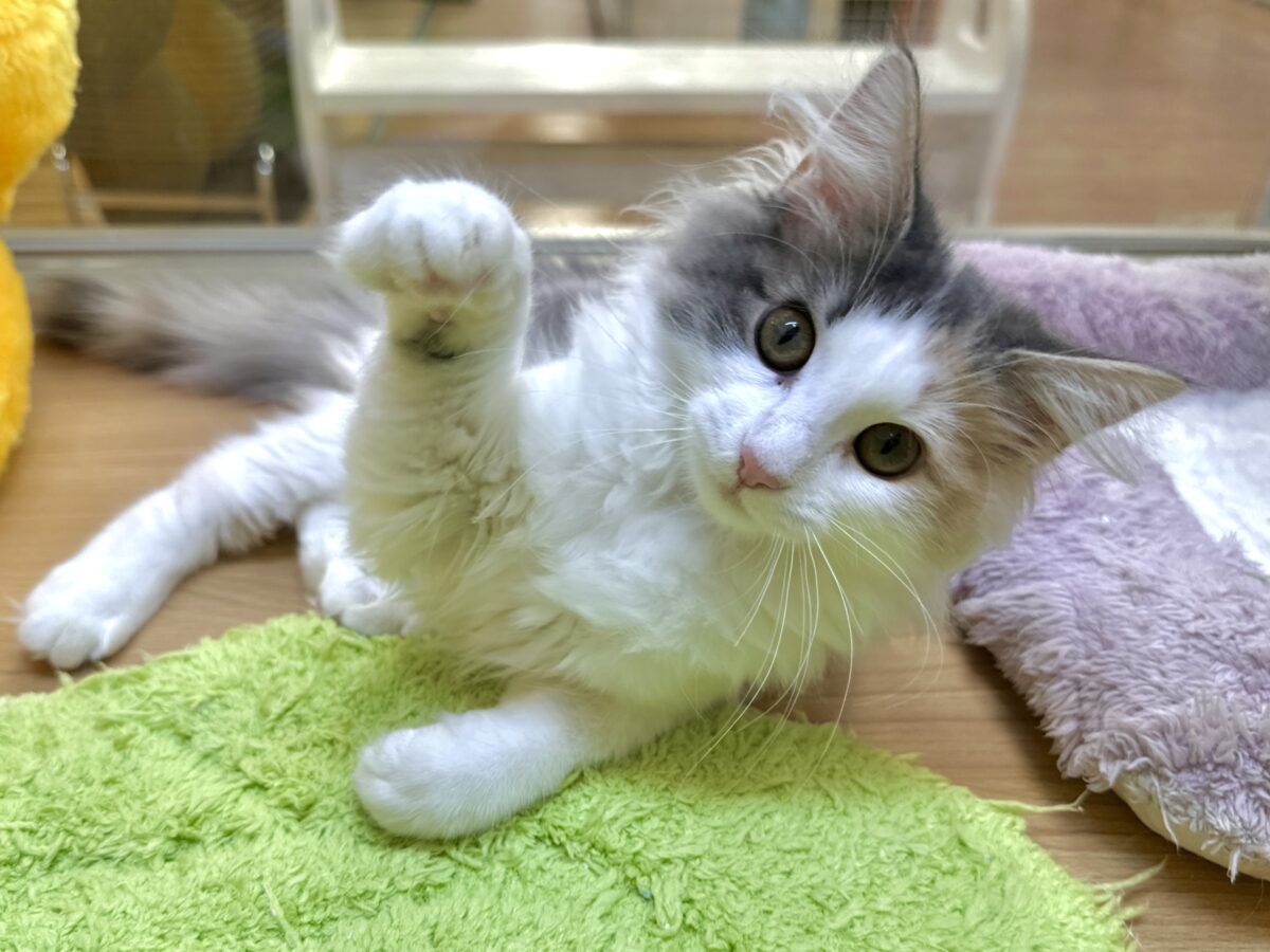 ノルウェージャンフォレストキャット