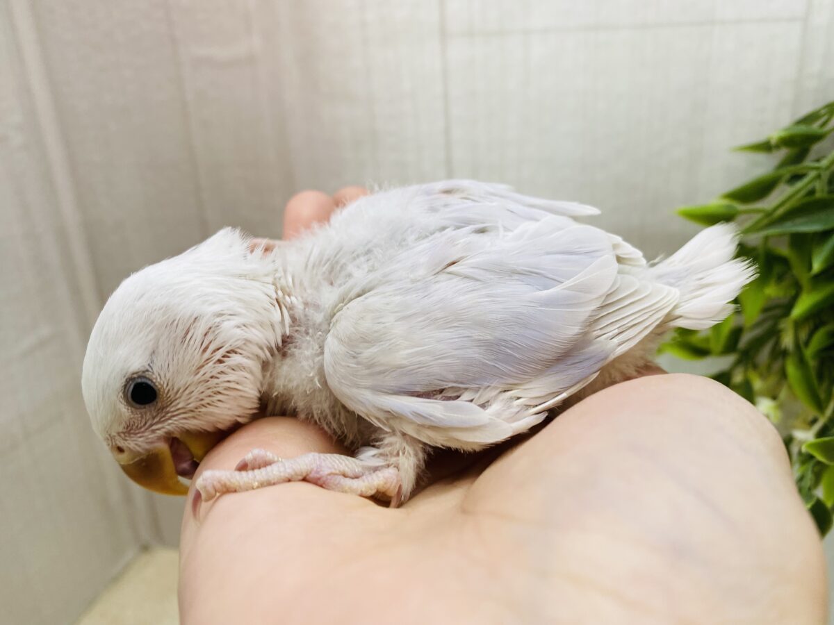 コザクラインコ（小桜インコ）