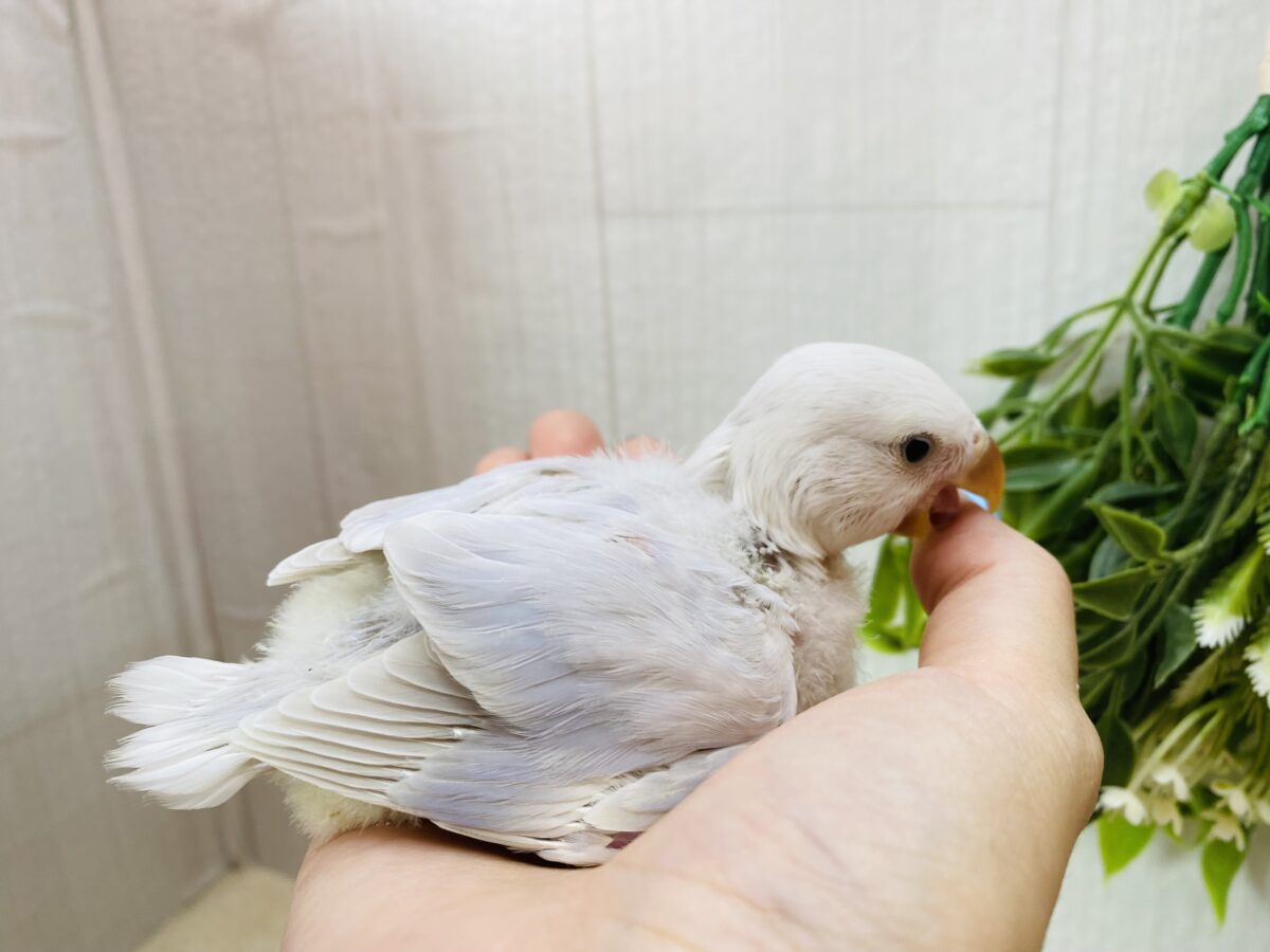 コザクラインコ（小桜インコ）