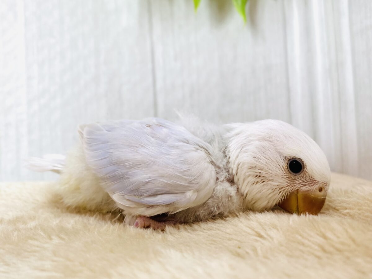 コザクラインコ（小桜インコ）
