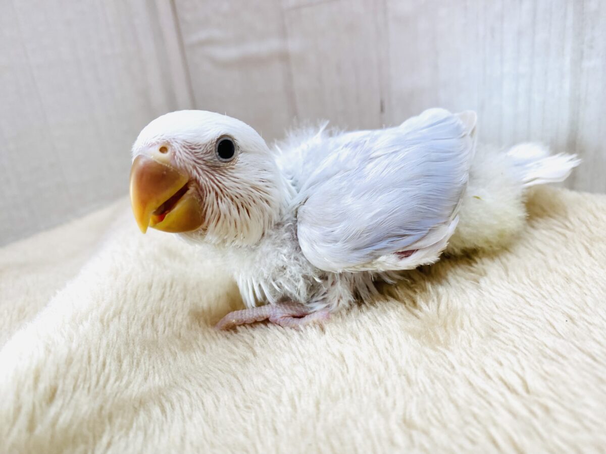 コザクラインコ（小桜インコ）