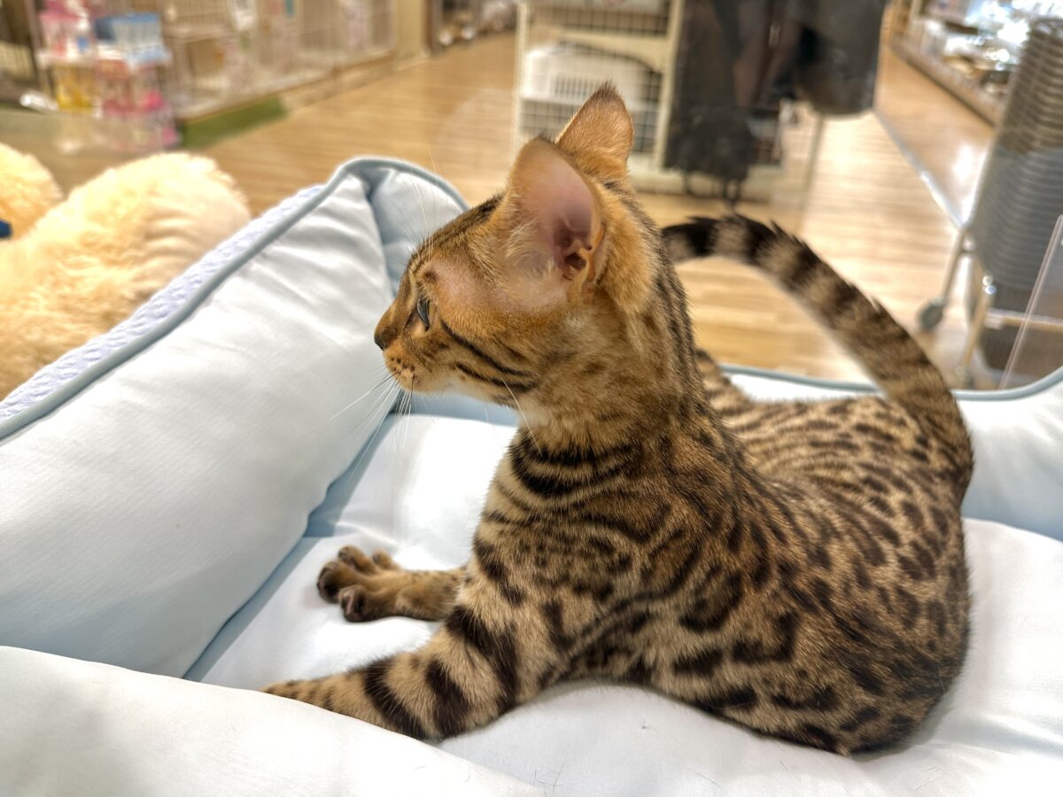 たくさん遊んでほしいな- ̗̀🐯 ̖́-ベンガル女の子 ベンガル