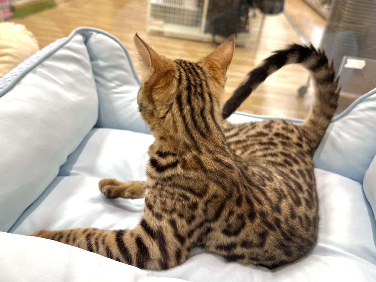 たくさん遊んでほしいな- ̗̀🐯 ̖́-ベンガル女の子 ベンガル