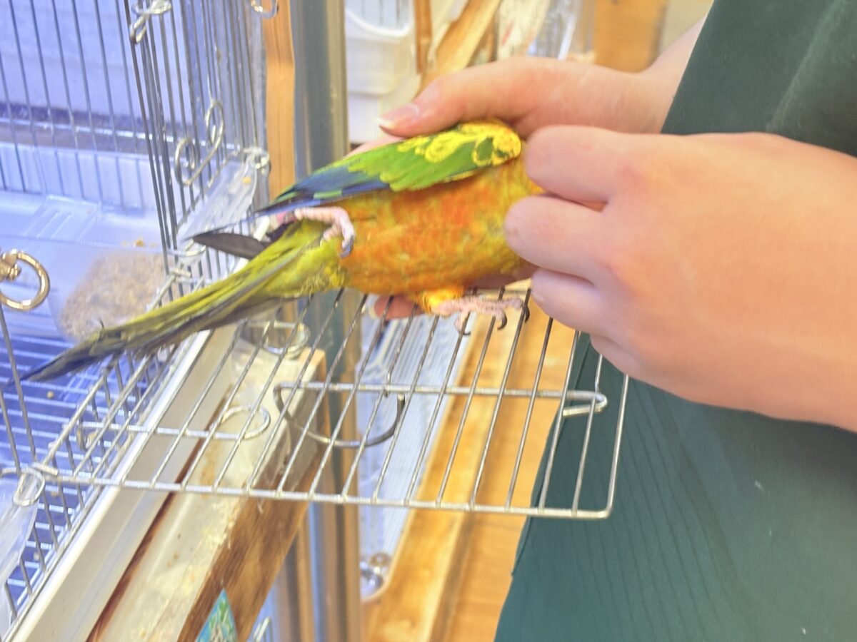 【最新画像更新🪄︎︎✨】いつでもうっ鳥❣️激甘プリティ〜バード参上🔥❤️🔥コガネメキシコインコ コガネメキシコインコ