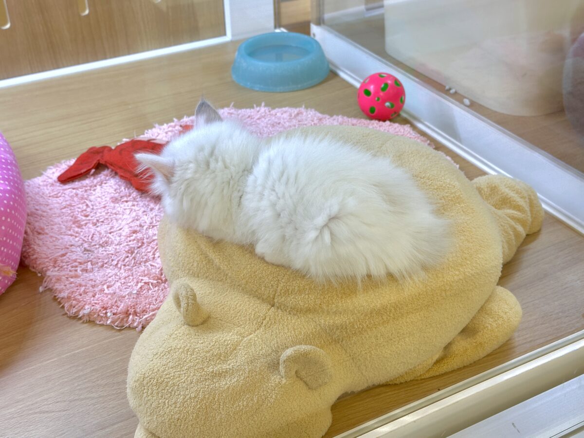 超レア꒰ ୨୧ ꒱ネヴァマスカレード男の子 ネヴァマスカレード