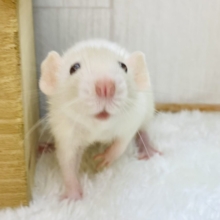 クリっとした大きな瞳がチャームポイント☝🏻‪‪💕ファンシーラット