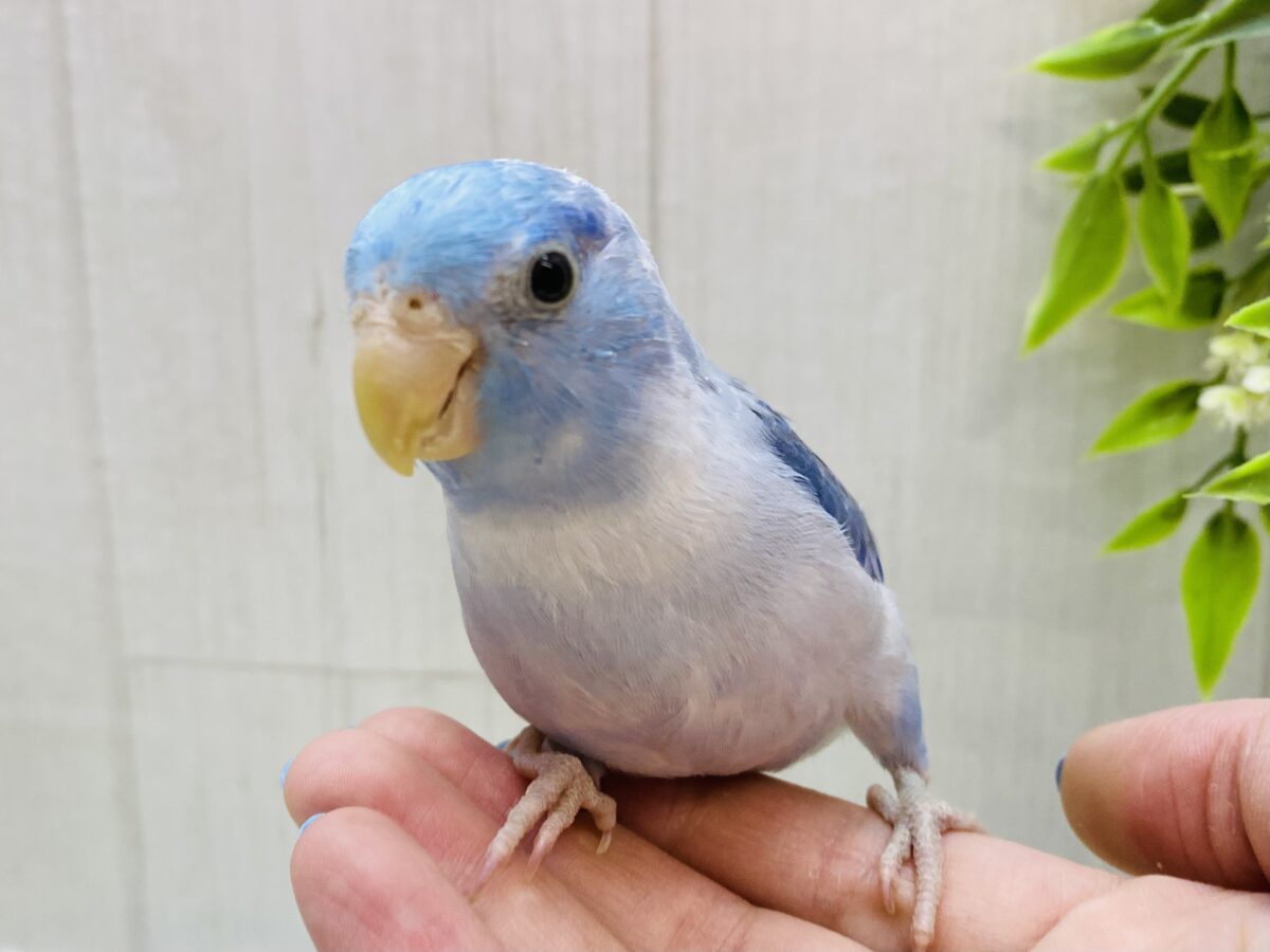 マメルリハ