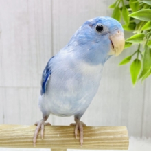 ✨美しマーブル模様🌀爽やかたっぷりマメルリハ⭐️