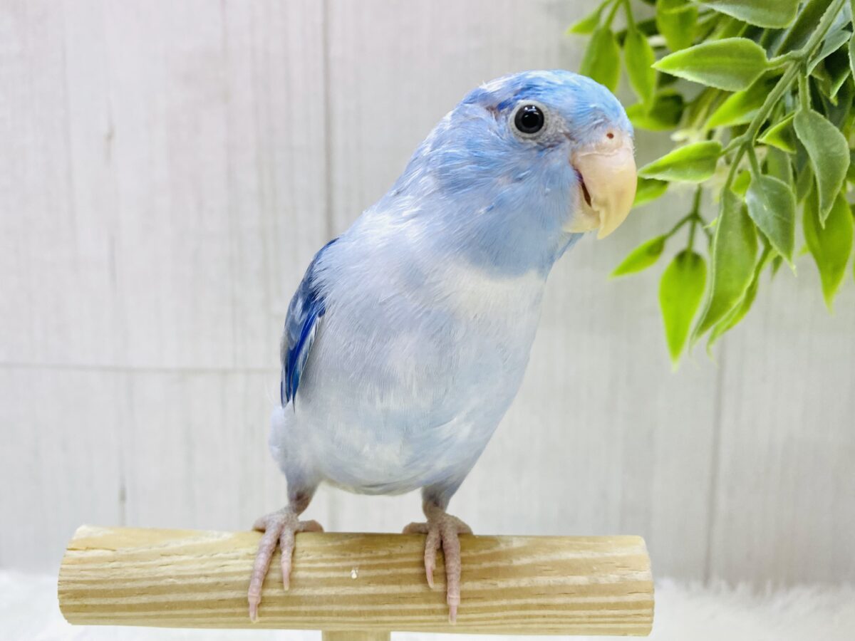 ✨美しマーブル模様🌀爽やかたっぷりマメルリハ⭐️