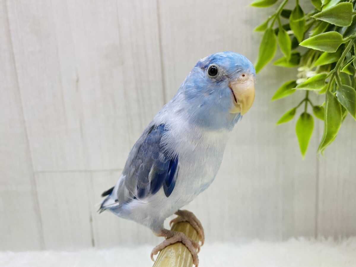 マメルリハ